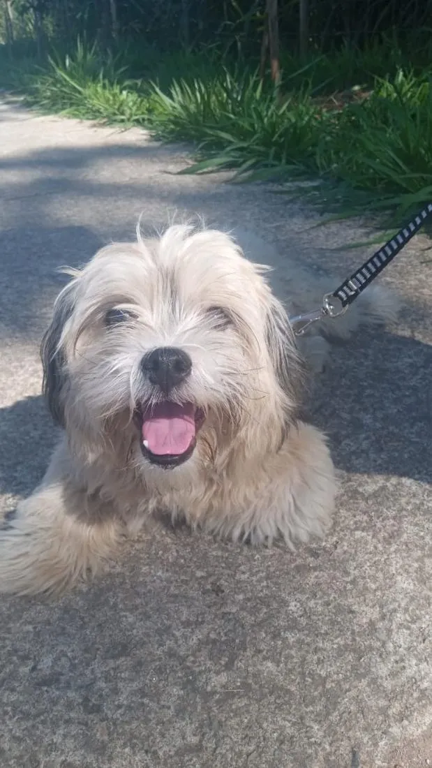 Cachorro raça Shitzu idade 4 anos nome bili
