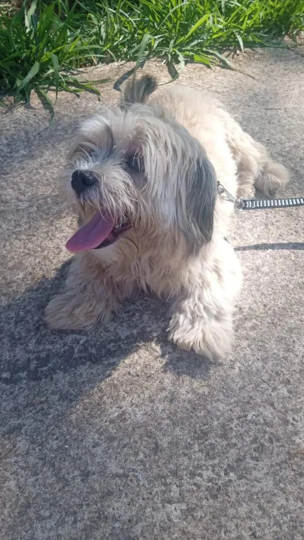 Cachorro raça Shitzu idade 4 anos nome bili