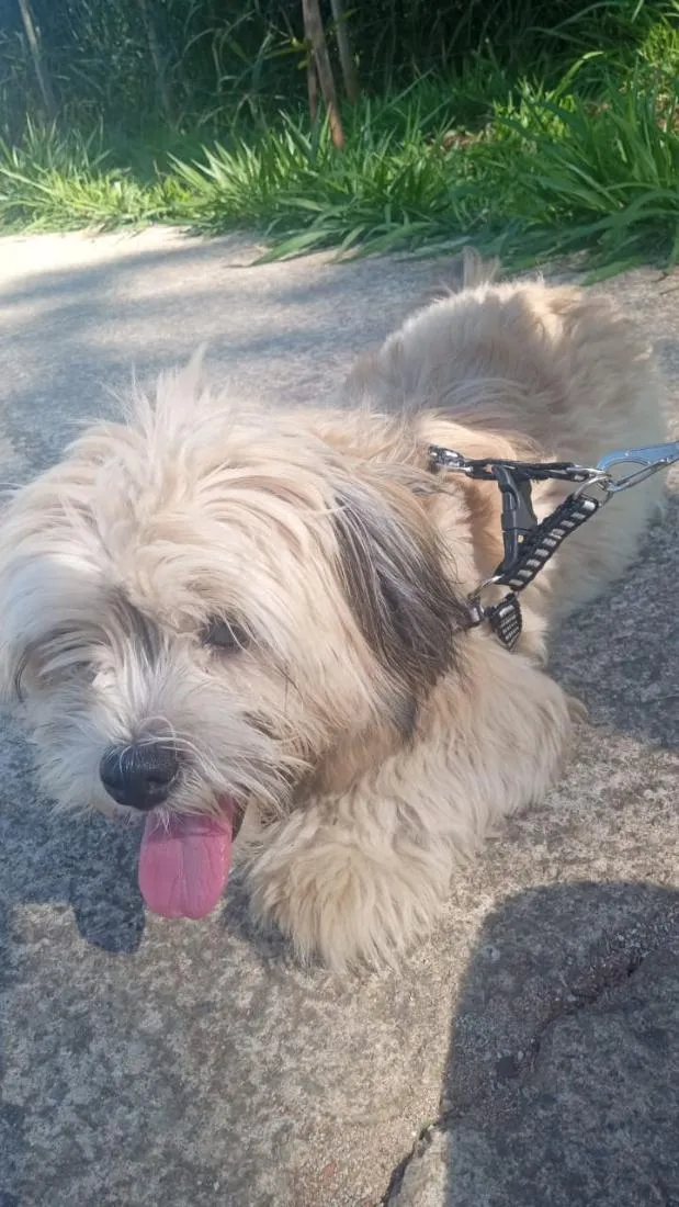 Cachorro raça Shitzu idade 4 anos nome bili