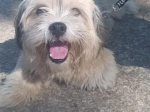Cachorro raça Shitzu idade 4 anos nome bili