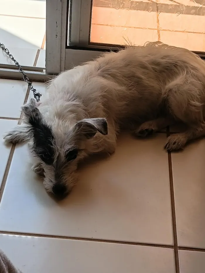 Cachorro raça SRD-ViraLata idade 2 anos nome Kiara