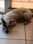 Kiara