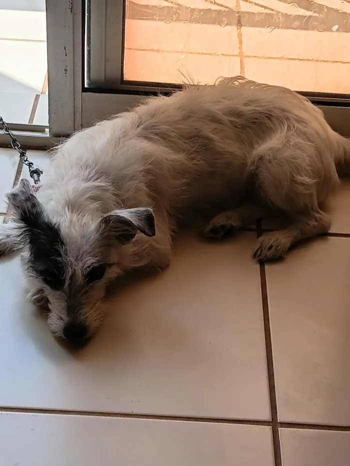 Cachorro raça SRD-ViraLata idade 2 anos nome Kiara
