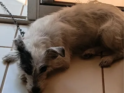 Cachorro raça SRD-ViraLata idade 2 anos nome Kiara