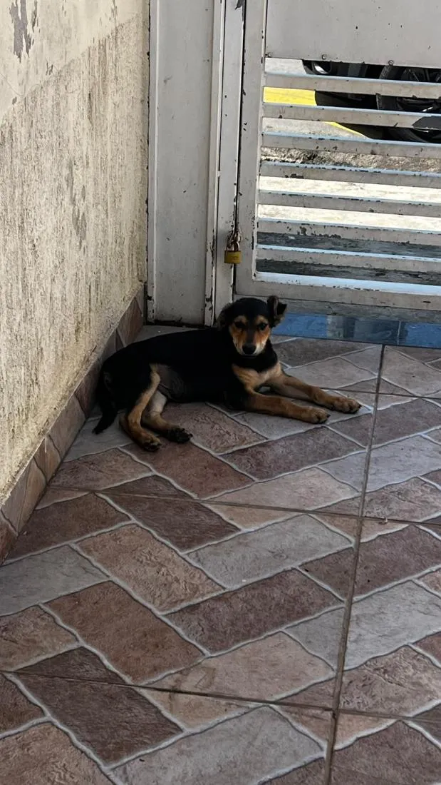 Cachorro raça SRD-ViraLata idade 2 a 6 meses nome Pelé 