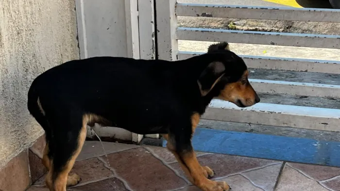 Cachorro raça SRD-ViraLata idade 2 a 6 meses nome Pelé 
