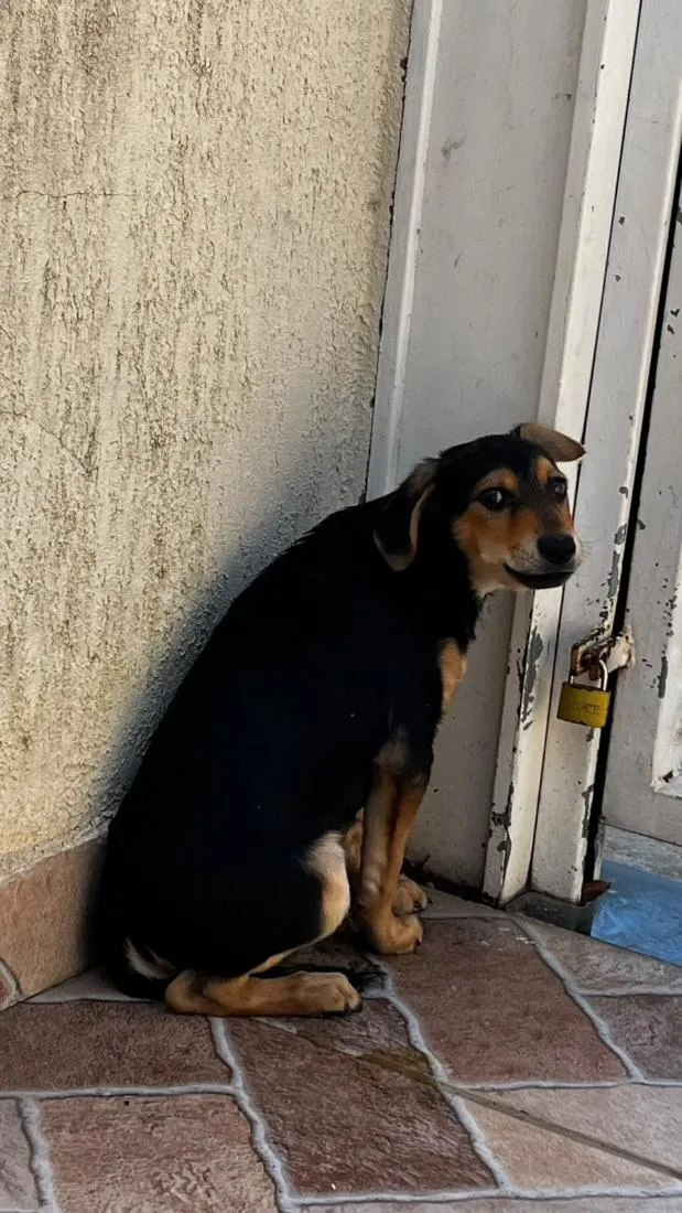 Cachorro raça SRD-ViraLata idade 2 a 6 meses nome Pelé 