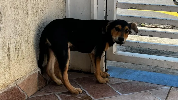 Cachorro raça SRD-ViraLata idade 2 a 6 meses nome Pelé 