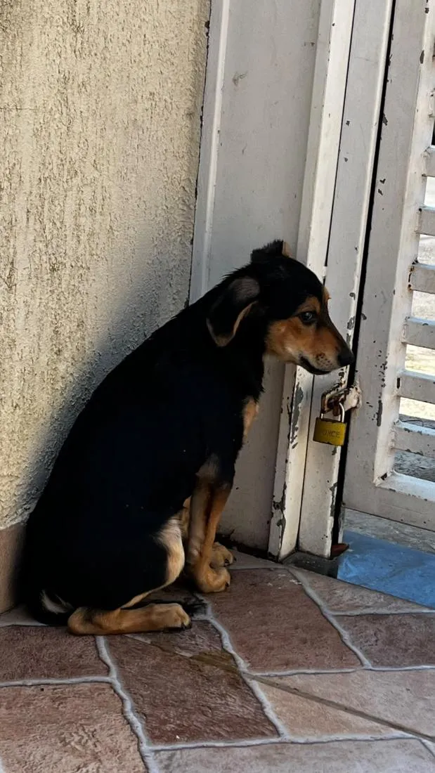 Cachorro raça SRD-ViraLata idade 2 a 6 meses nome Pelé 