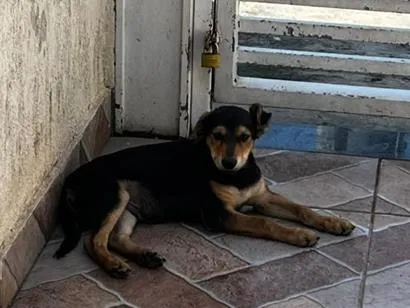 Cachorro raça SRD-ViraLata idade 2 a 6 meses nome Pelé 
