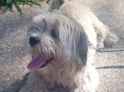Cachorro raça Shitzu idade 4 anos nome bili