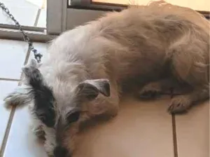 Cachorro raça SRD-ViraLata idade 2 anos nome Kiara