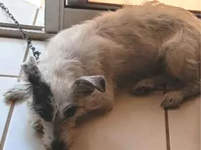 Cachorro raça SRD-ViraLata idade 2 anos nome Kiara
