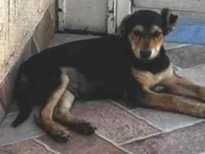 Cachorro raça SRD-ViraLata idade 2 a 6 meses nome Pelé 