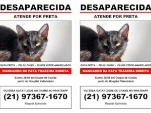 Gato raça SRD-ViraLata idade 2 anos nome Preta