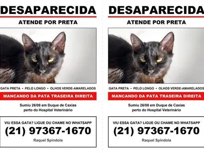 Gato raça SRD-ViraLata idade 2 anos nome Preta