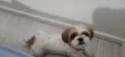 appa 