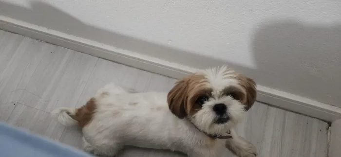 Cachorro raça Shitzu idade 6 ou mais anos nome appa 