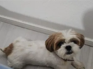 Cachorro raça Shitzu idade 6 ou mais anos nome appa 