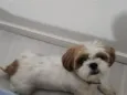 appa