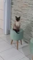Costelinha 