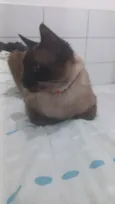 Costelinha 