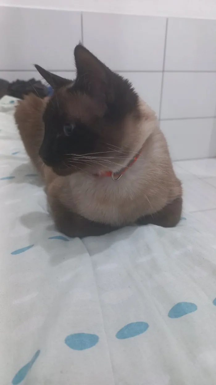Gato raça Siamês idade 2 anos nome Costelinha 