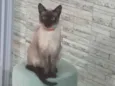 Costelinha 