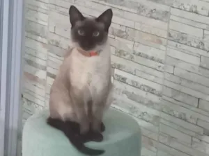 Gato raça Siamês idade 2 anos nome Costelinha 