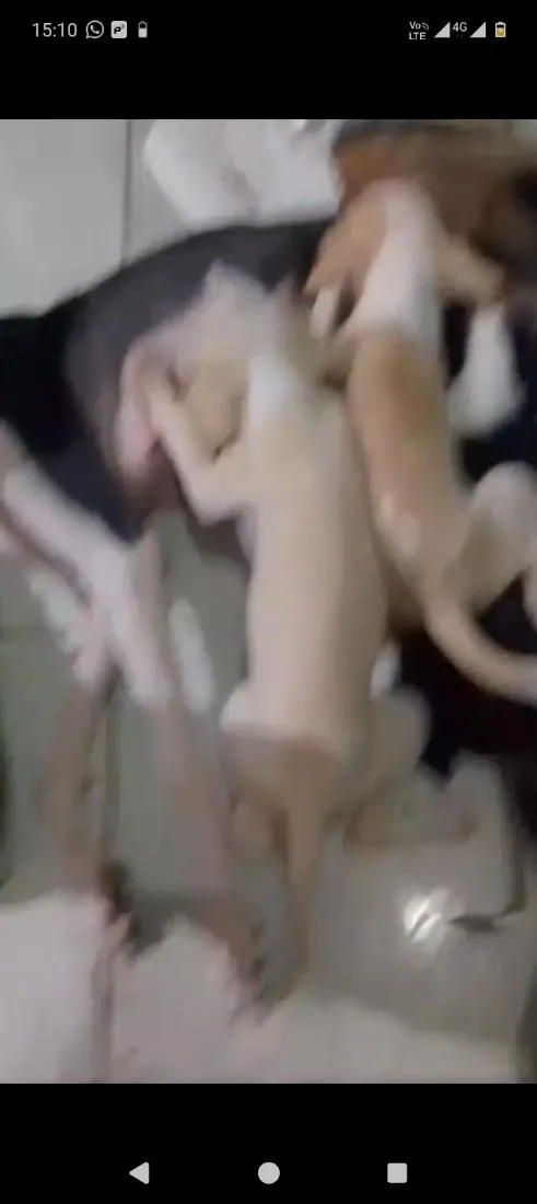 Cachorro raça SRD-ViraLata idade Abaixo de 2 meses nome sem nomes 