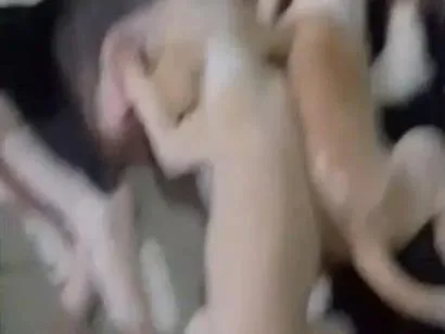 Cachorro raça SRD-ViraLata idade Abaixo de 2 meses nome sem nomes 