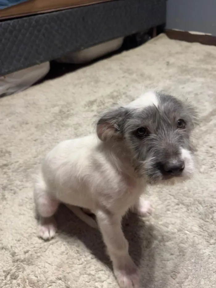 Cachorro raça SRD-ViraLata idade 2 a 6 meses nome Quico