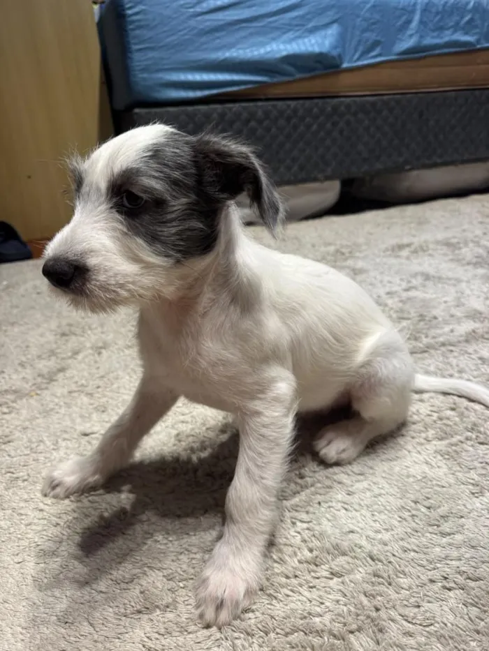 Cachorro raça SRD-ViraLata idade 2 a 6 meses nome Nhonho