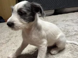 Cachorro raça SRD-ViraLata idade 2 a 6 meses nome Nhonho