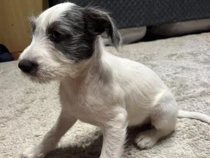 Cachorro raça SRD-ViraLata idade 2 a 6 meses nome Nhonho