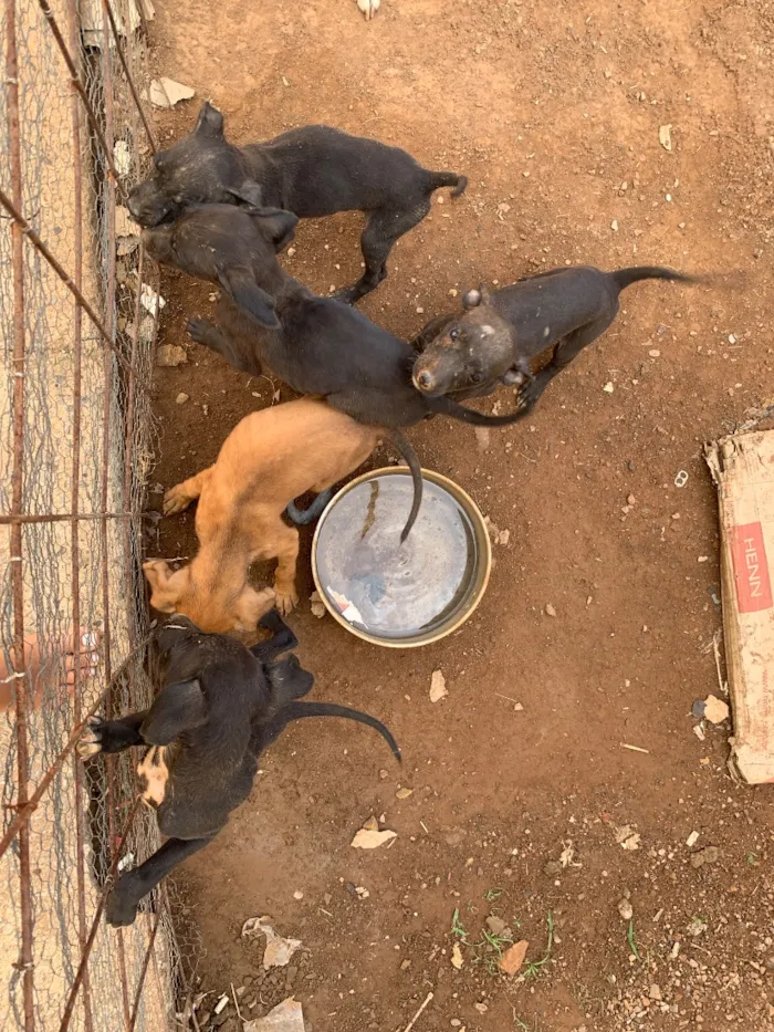 Cachorro raça SRD-ViraLata idade Abaixo de 2 meses nome Prestos 