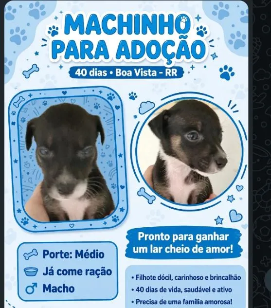 Cachorro raça SRD-ViraLata idade Abaixo de 2 meses nome luna
