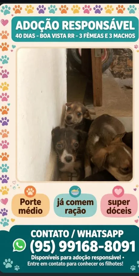Cachorro raça SRD-ViraLata idade Abaixo de 2 meses nome luna