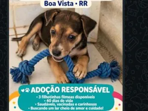 Cachorro raça SRD-ViraLata idade Abaixo de 2 meses nome luna