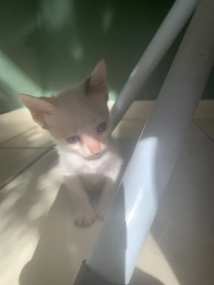 Gato raça SRD-ViraLata idade Abaixo de 2 meses nome Sua escolha 