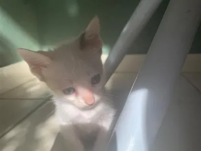 Gato raça SRD-ViraLata idade Abaixo de 2 meses nome Sua escolha 