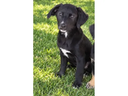 Cachorro raça SRD-ViraLata idade 2 a 6 meses nome Oscar
