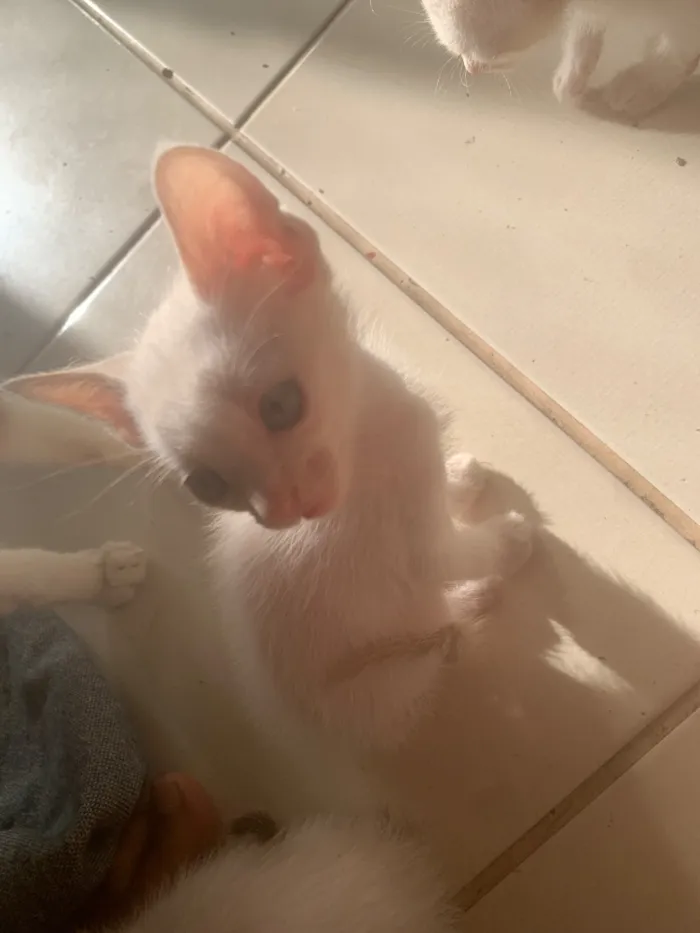 Gato raça SRD-ViraLata idade Abaixo de 2 meses nome Seu gosto