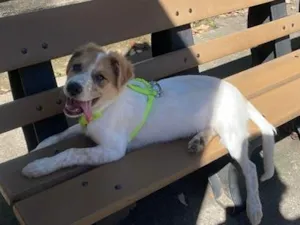Cachorro raça SRD-ViraLata idade 2 a 6 meses nome Buba