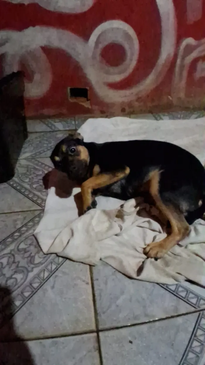 Cachorro raça SRD-ViraLata idade 7 a 11 meses nome Lupita