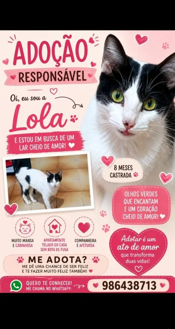 Gato raça SRD-ViraLata idade 7 a 11 meses nome Lola