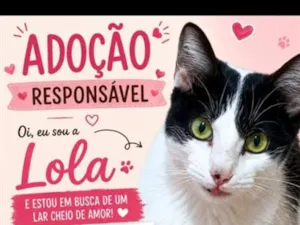 Gato raça SRD-ViraLata idade 7 a 11 meses nome Lola