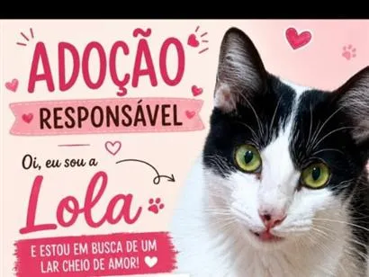 Gato raça SRD-ViraLata idade 7 a 11 meses nome Lola