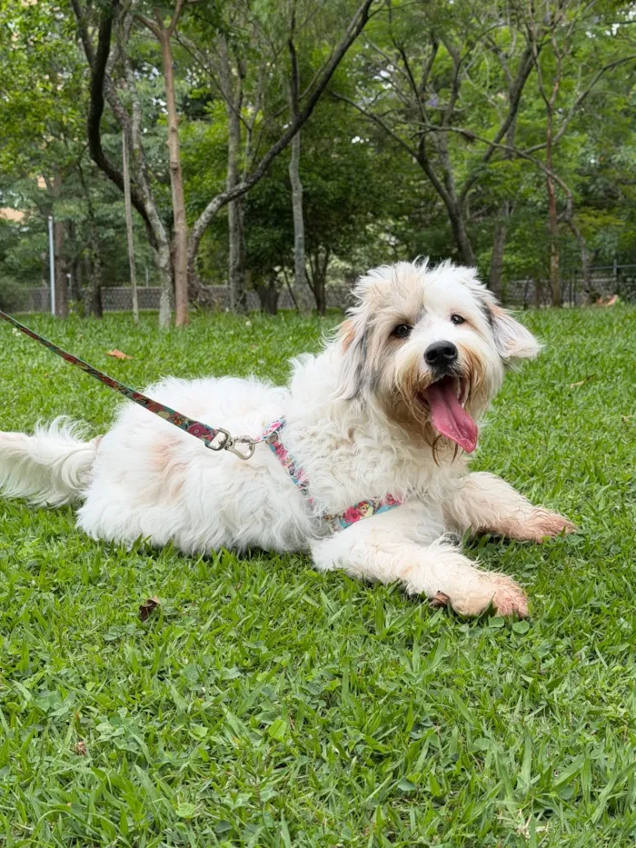 Cachorro raça SRD-ViraLata idade 1 ano nome Maya 