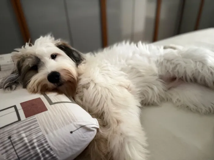 Cachorro raça SRD-ViraLata idade 1 ano nome Maya 